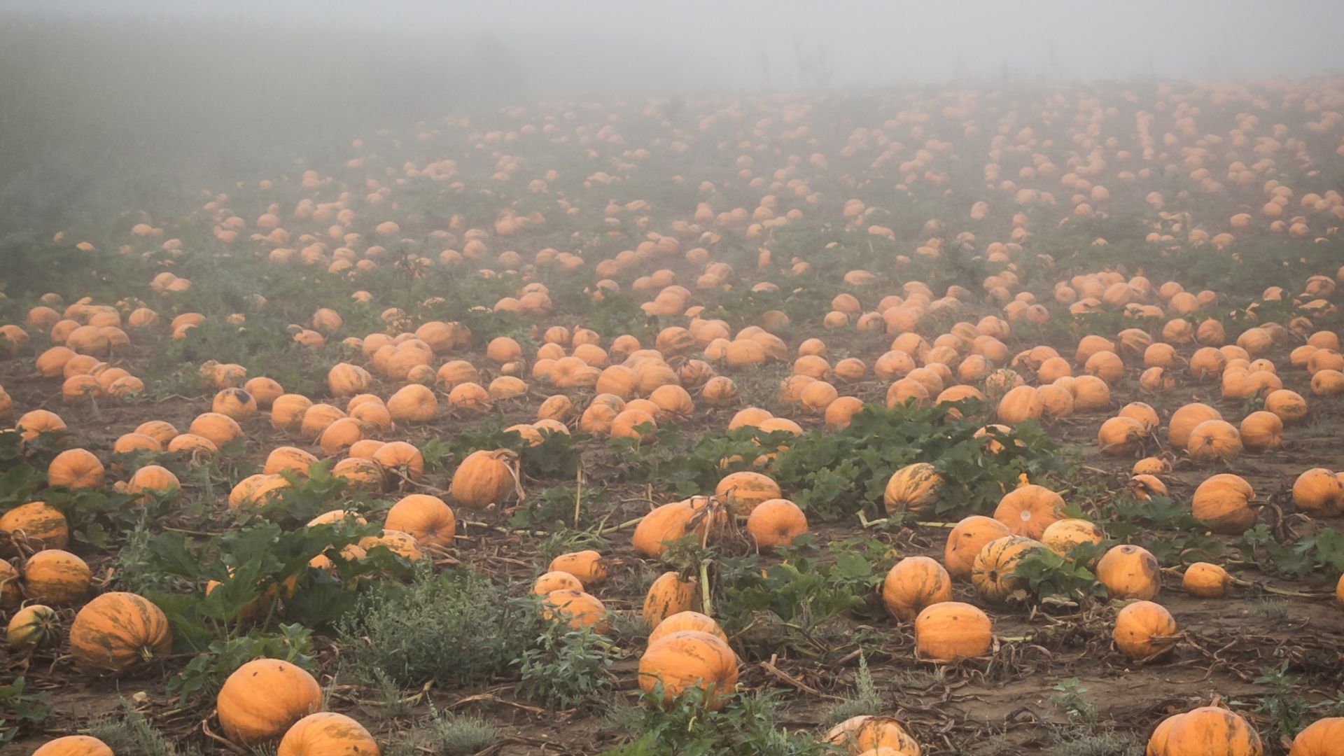 Hundreds of pumpkins growing in a foggy field.