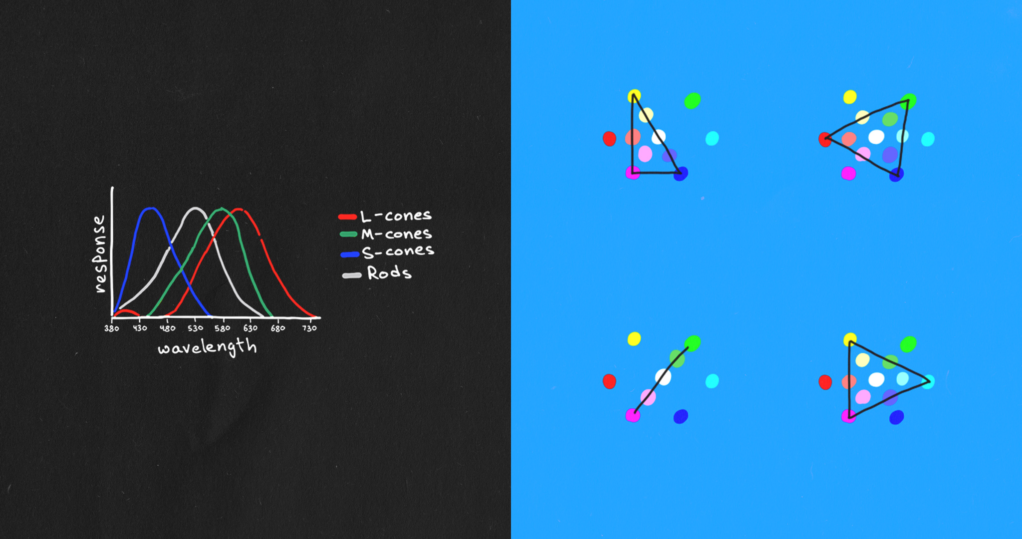 A set of two images featuring a hand-drawn response graph of human photoreceptorcells; and multiple diagrams of the color wheel, explaining how choice of primary colors affects color space.